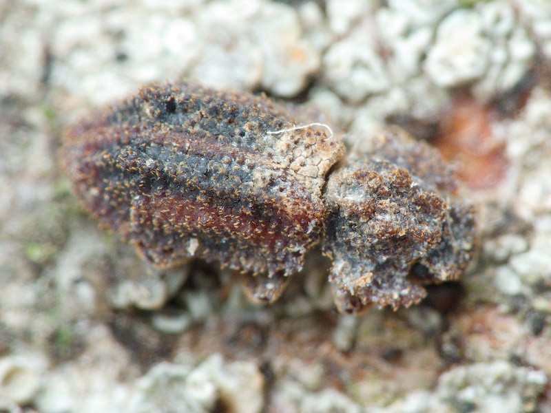 Endophloeus exculptus Germar, 1847